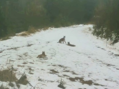 Leśne rozrabiaki przyłapane na beztroskiej zabawie