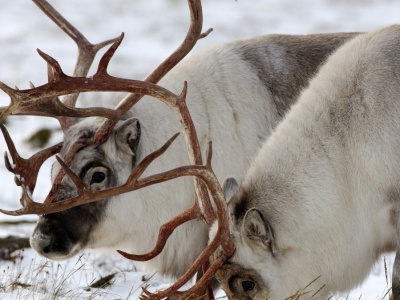 Nie tylko Rudolf ma czerwony nos. Inne renifery też. Co się dzieje?