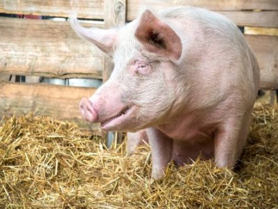 Niemcy utraciły 40% hodowców świń w ciągu 10 lat