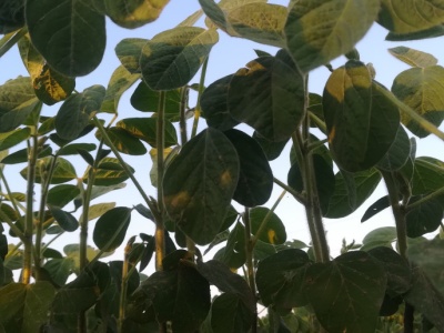 Plonowanie soi w 2025 roku – które odmiany i grupy wczesności sprawdziły się najlepiej?