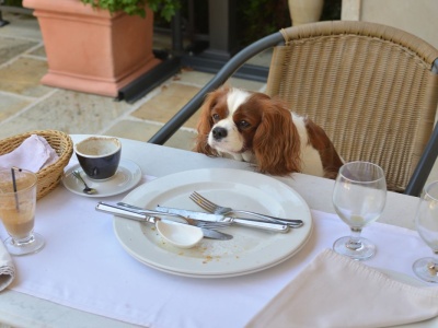 Najlepsze restauracje świata przyjazne psom. Polska zgarnęła dwa miejsca