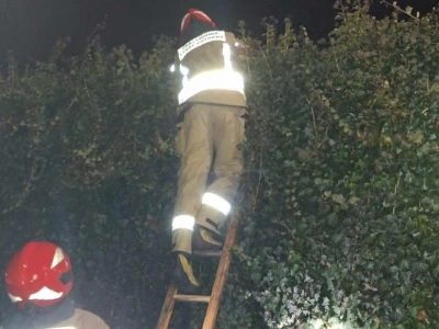 Wieszał lampki choinkowe, zawisł na żywopłocie