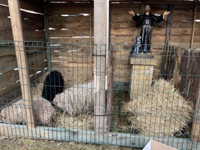 W Skarżysku-Kamiennej jak u świętego Franciszka