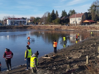 Rewitalizacja Stawu Browarnego w Łańcucie. „Betonoza”, 2 tony ryb i wycięte wspomnienia?