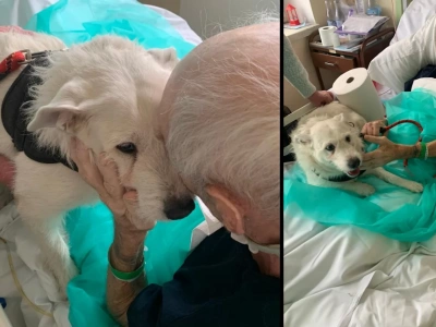 Pan Jarosław, Saba i wigilia w szpitalu w Legnicy. Poruszyli tysiące serc