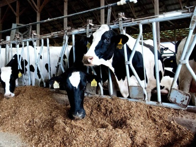 Gwałtowny spadek cen mleka. Wielu rolników decyduje się na likwidację stad bydła