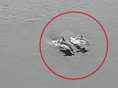 Niezwykli goście w Szczecinie. Rzadki widok uchwycony przez kamery