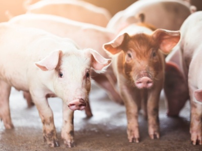 Rynek trzody chlewnej w 2025 roku. Hodowcy pod presją, a widmo obniżek wisi w powietrzu