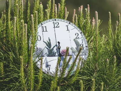 Czy natura mierzy czas dokładniej niż człowiek?