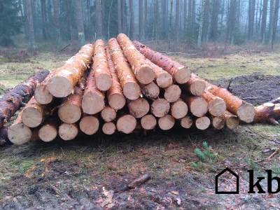 Zaskakujące przepisy: Co musisz wiedzieć, zanim zetniesz drzewo w swoim lesie!