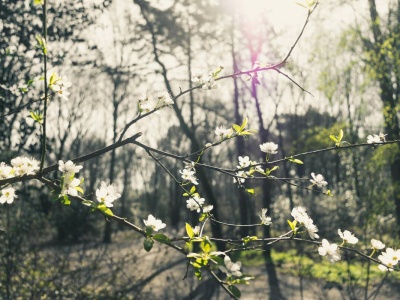 Zalesił, ale nie tymi drzewami co trzeba. Sąd nie miał wątpliwości.