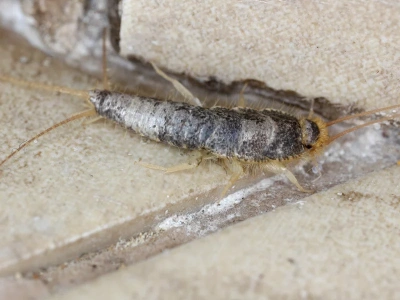 Przekrój to na pół i zostaw na noc. Rybiki już się nie zbliżą