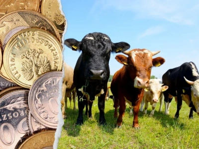 Dobrostan zwierząt 2025: te dokumenty musisz dostarczyć do ARiMR. Inaczej stracisz dopłaty