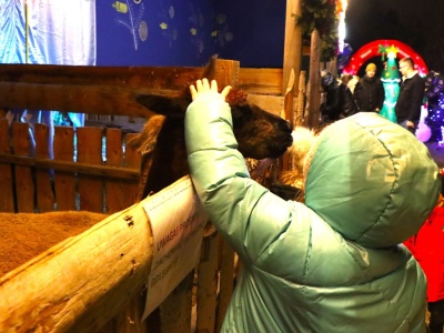 Mało znane miejsce w Krakowie. Żywa szopka w Prokocimiu