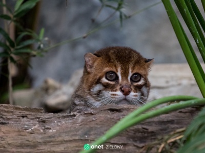 Kot płaskogłowy zauważony w Tajlandii. Niezwykłe odkrycie po blisko 30 latach