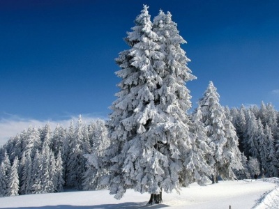 Choinka nie zawsze taka sama. Co symbolizują świerk, sosna i jodła?
