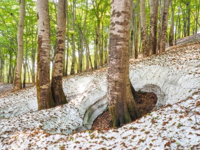 Zimą wokół drzew powstają 