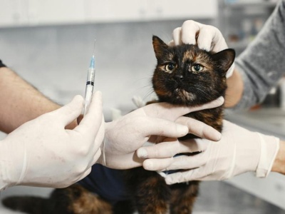 Dlaczego u weterynarza jest tak drogo? 