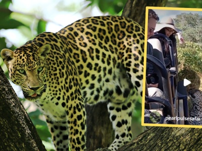 Turyści przeżyli chwile grozy podczas safari. 