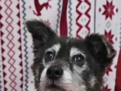 Pierwsze święta Louisa (Lui’ego) z konińskiego schroniska w nowym domu