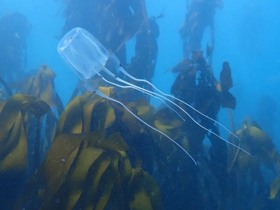 „Osy morskie” są śmiertelnie niebezpieczne. Użądlenie może zabić w kilka minut