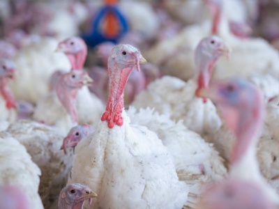 Miliony wybitych ptaków w 2025 roku. Polskie drobiarstwo pod presją chorób