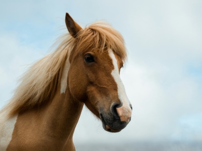 Elektryczne busy nie zdały egzaminu. Polacy wolą bryczki