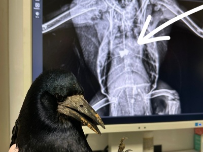 Postrzelonego gawrona nie udało się uratować. Dręczyciel zwierząt znów grasuje na bielskim osiedlu?