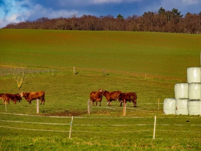 Raz łąka, raz pastwisko. Jak dobrać stanowisko, mieszankę i nawożenie?