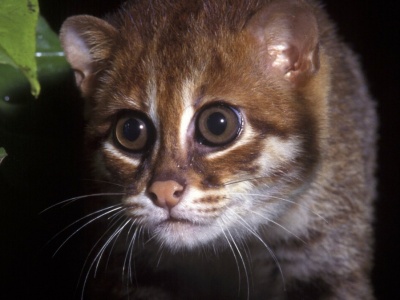 To jeden z najrzadszych kotów świata. Odkryli go ponownie po 30 latach