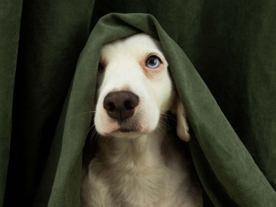 Twój pies boi się fajerwerków? To, co zrobisz w sylwestra, ma ogromne znaczenie