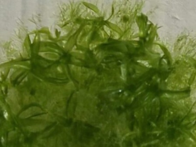 Mech pionierem kosmicznym. Ziemska roślina z potencjałem terraformacyjnym