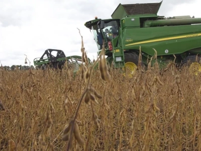 Soja w tym roku zawiodła: co zrobić, aby lepiej plonowała?