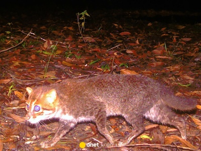 Ostatni raz widziano go 30 lat temu. Jeden z najrzadszych gatunków odkryty na nowo