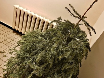 Nie wyrzucaj choinki po świętach. Zrób to, a przyjmie się w ogrodzie