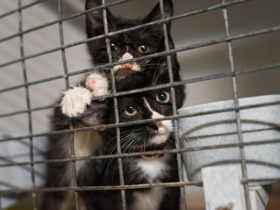 Naukowy klucz do problemu kotów. Badacz z Wysp z prestiżowym grantem