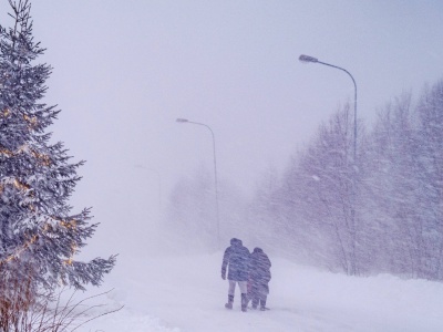 Drzewo spadło na mężczyznę w Szwecji. 50-latek nie przeżył