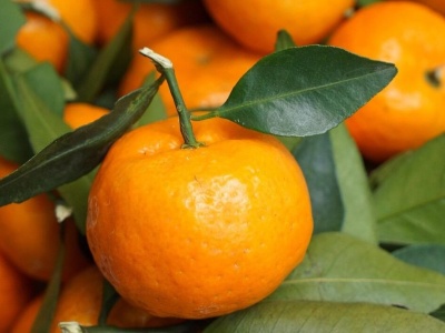 Genialna metoda, by mandarynki przestały wysychać. Są świeże przez 4 tygodnie