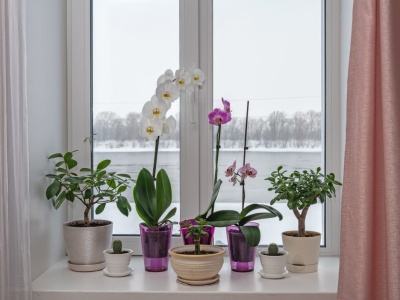 Kwiaty na parapet. Jak dobrać rośliny, aby stworzyć zieloną oazę?