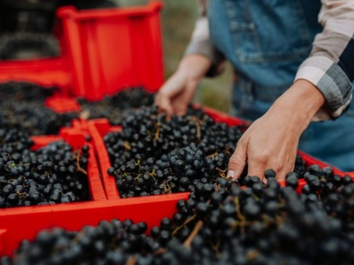 Niemiecka produkcja win w historycznym kryzysie. Nikt nie jeździ za pracą sezonową
