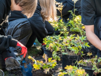 Będą nowe ogrody deszczowe. Miasto czeka na zgłoszenia mieszkańców