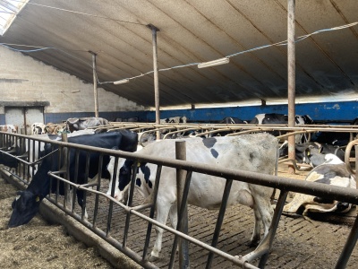 60 groszy w dół i blady strach. Rolnicy ujawniają: 1,80 zł za mleko w styczniu to będzie cud