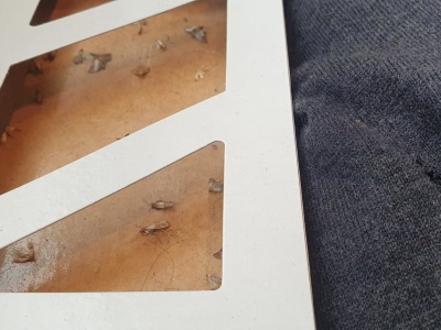 Wylęgarnie moli w domu. Sprawdź, gdzie się ukrywają. To ich ulubione kryjówki