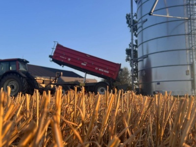 Rynek pszenicy w 2025 r. Jakie ceny i prognozy?