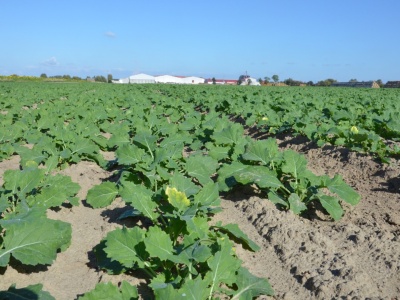 Dlaczego azot nie działa? Rolnicy często zapominają o tych kwestiach