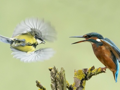 Kompletna panika wśród ptaków. Utrzymuje się przez 10 dni