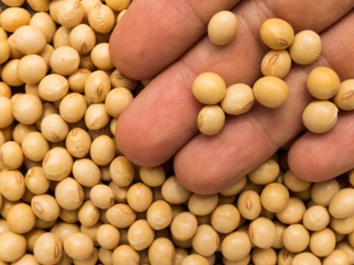 Soi nie trzeba już będzie siać tak gęsto, żeby dostać zwrot pieniędzy