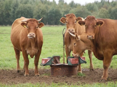 Zimowe żywienie krów mięsnych – jak dobrać dawkę do kondycji?
