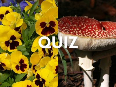 Przyrodniczy quiz wiedzy. Tylko wzorowi uczniowie mogą liczyć na 13/13