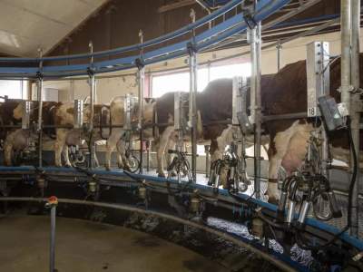 Mleka jest za dużo czy za mało? Ten paradoks uderzy w rolników najmocniej